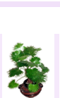arrplants2-4.gif (5324 bytes)