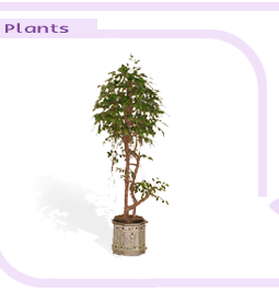 arrplantsbigimage1-7.gif (13592 bytes)