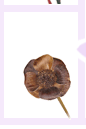 dry2-9.gif (3964 bytes)