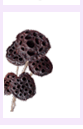 dry7.gif (4816 bytes)