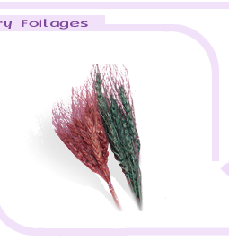 drybigimages2-4.gif (16403 bytes)